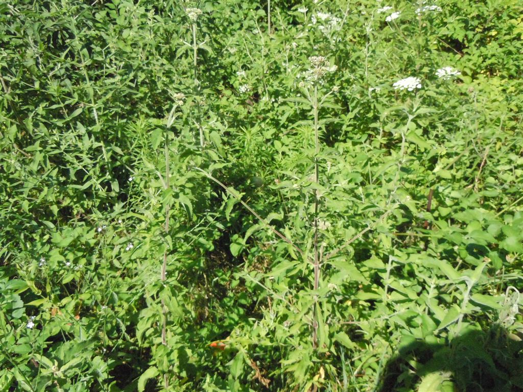 Eupatorium cannabinum